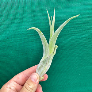 Tillandsia - caput-medusae ‘Giant Form’ ? NEW