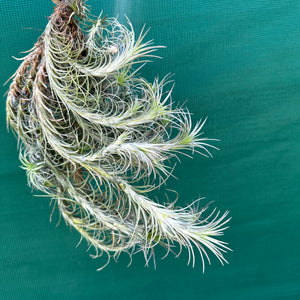 Tillandsia - Silver Comb ex. RFI NEW