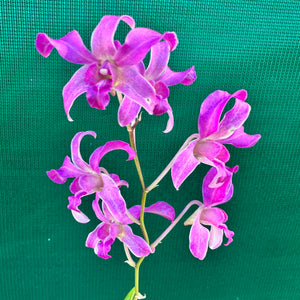Orchid - Dendrobium x superbiens Var. Java NEW