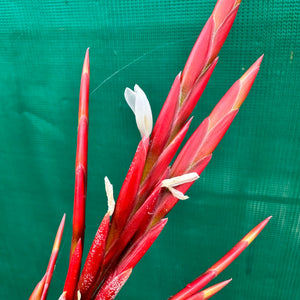 Tillandsia - buchlohii ex. PT NEW