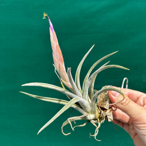 Tillandsia - klausii ex. BD NEW