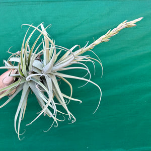 Tillandsia - Don Malarkey RFI ex. PT NEW