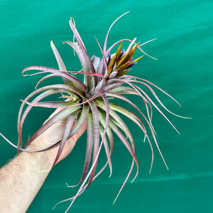 Tillandsia - rothii x capitata ex. HN