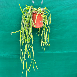 Rhipsalis micrantha - R46