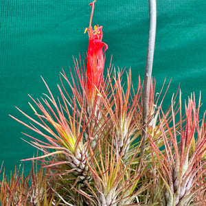 Tillandsia - funckiana ‘Red Upright’ ex. BD NEW