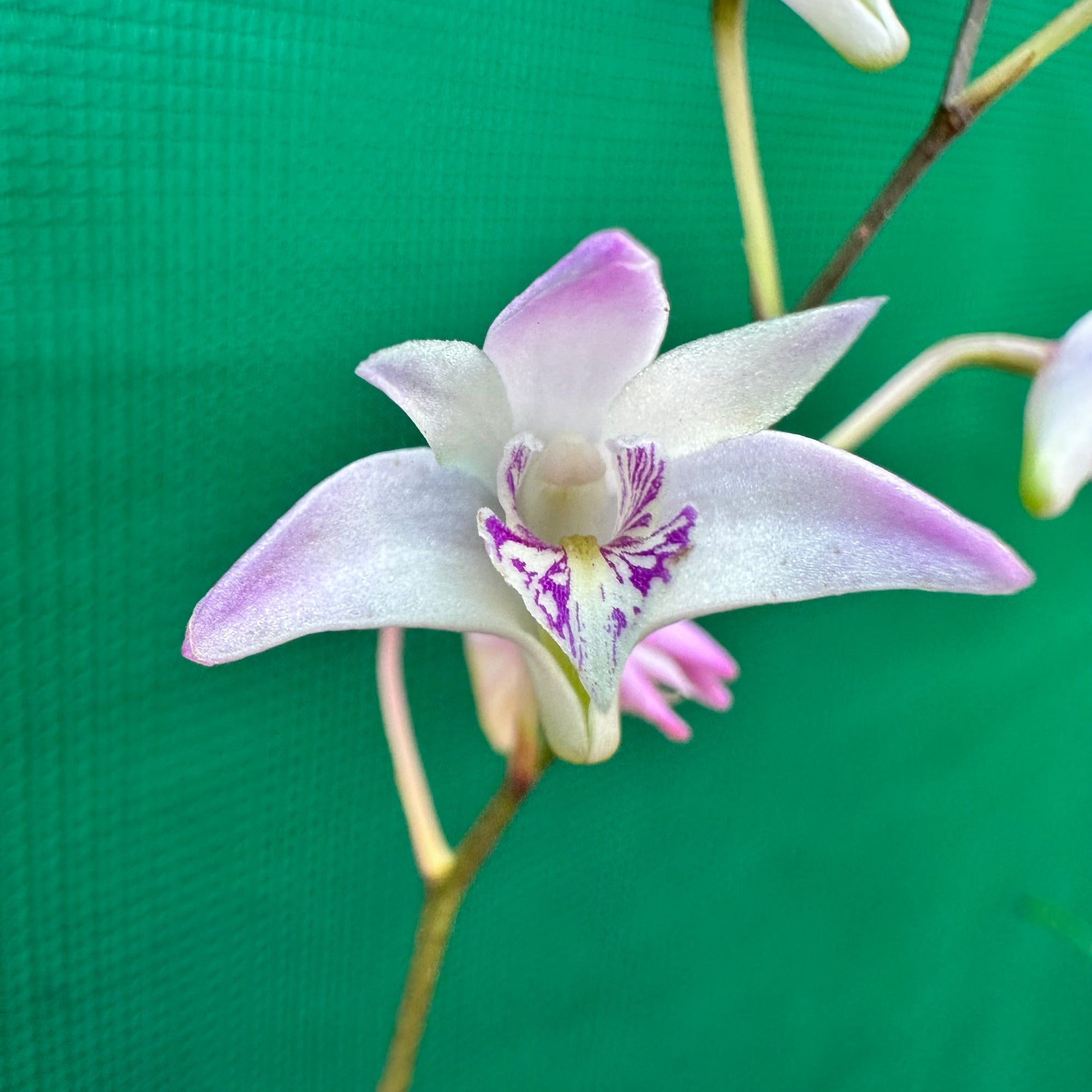 Orchid - Dendrobium kingianum NEW