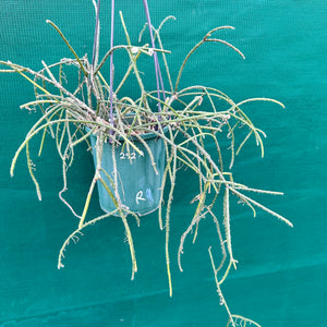 Rhipsalis baccifera f. Delphinensis - R5