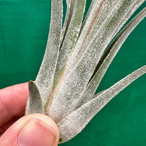 Tillandsia - caput-medusae x weberi ? (Nat. Hybrid) ex. LK NEW