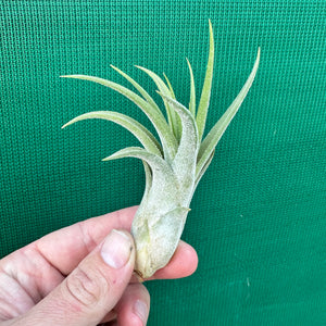 Tillandsia - Lucille RFI x ionantha ‘Rosita’ ex. GS NEW