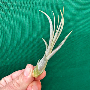 Tillandsia - Veteran x bulbosa ‘Belize’ ex. GS NEW