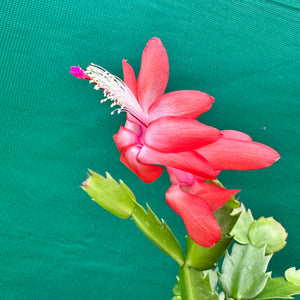 Zygocactus Sunset Dancer