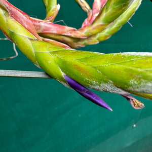 Tillandsia - rodrigueziana