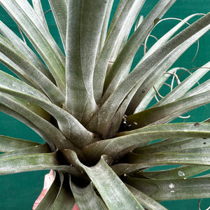 Tillandsia - rodrigueziana