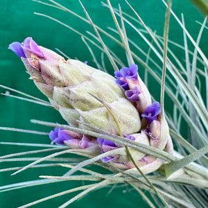 Tillandsia - Gardicta ex. CL