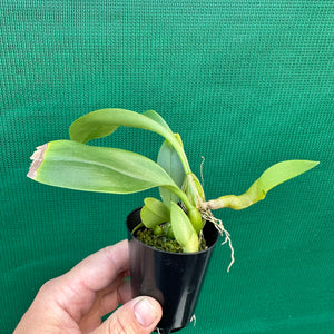 Orchid - Bulbophyllum smitinandii NEW