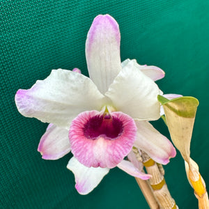 Orchid - Dendrobium ‘Romeo’