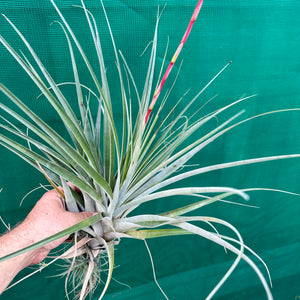 Tillandsia - Chalky White ex. CL NEW