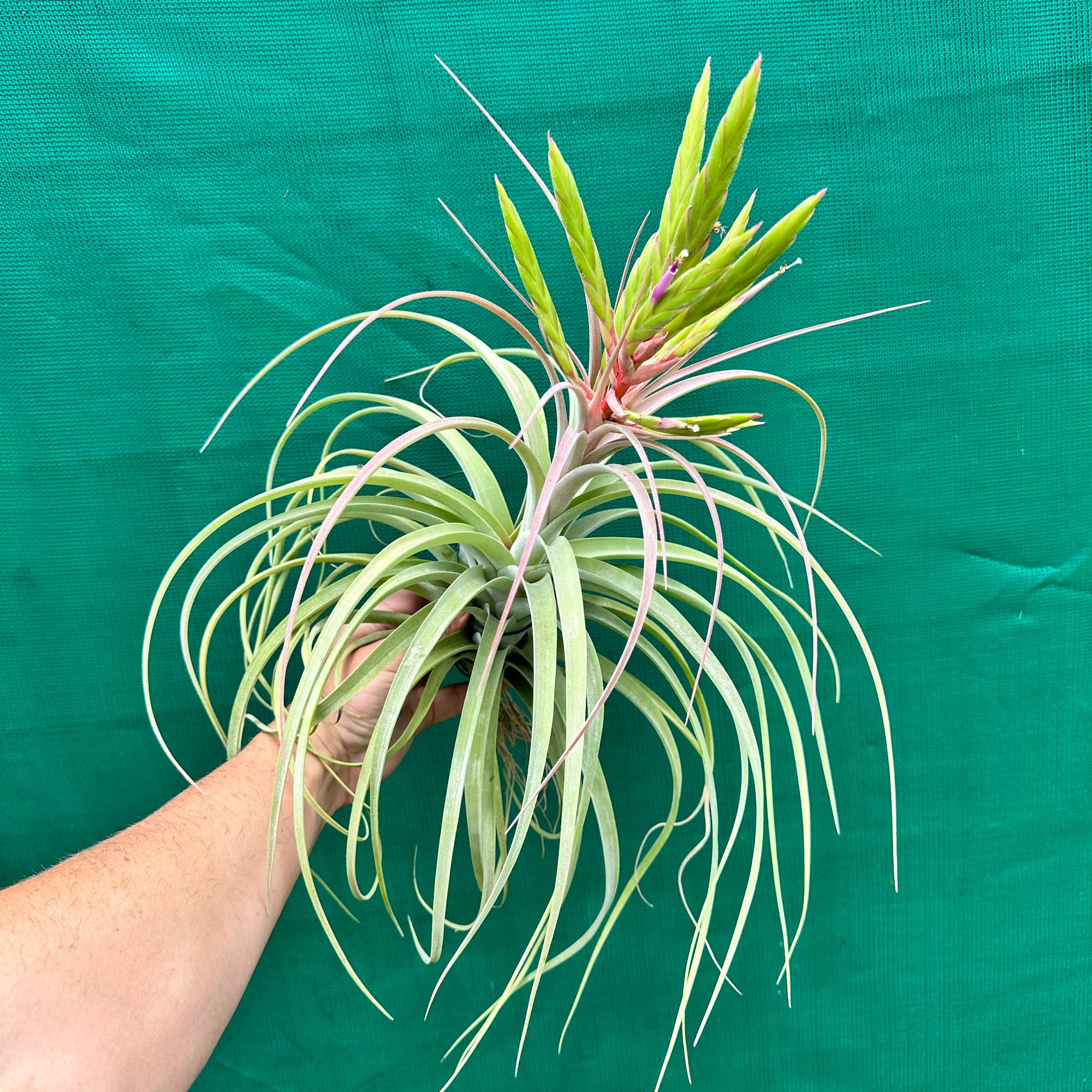 Tillandsia - Redy ex. BH NEW