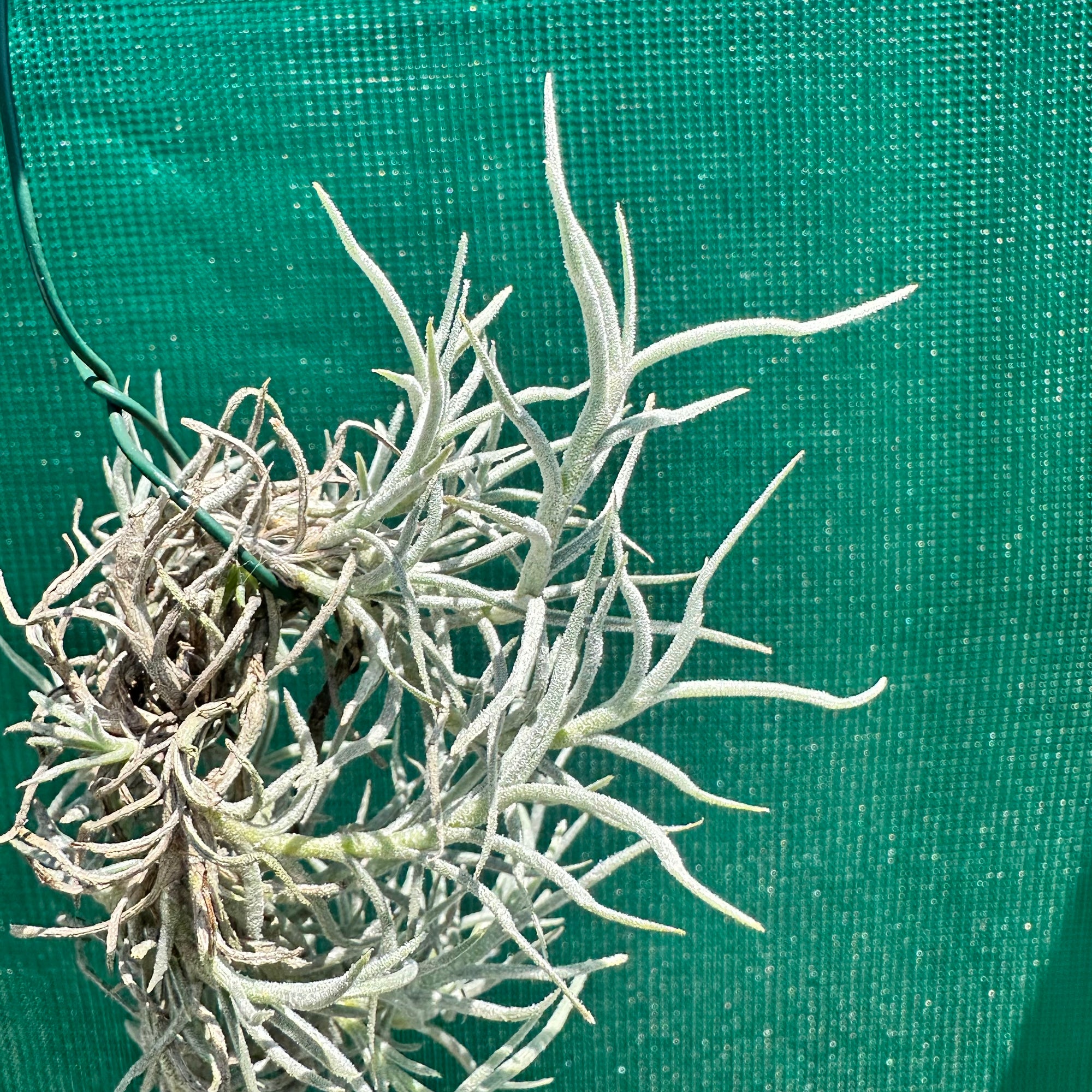 Tillandsia - capillaris ‘Silver Form’ NEW