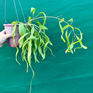 Pseudorhipsalis Ramulosa Green - R30