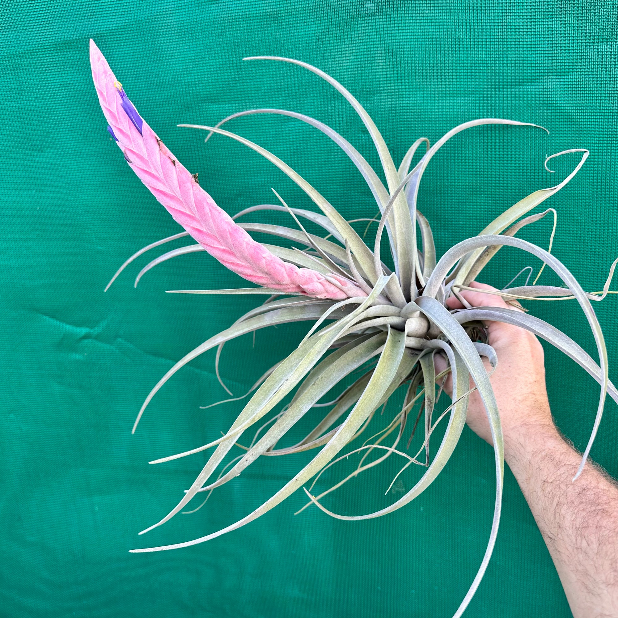 Tillandsia - Queen’s Delight