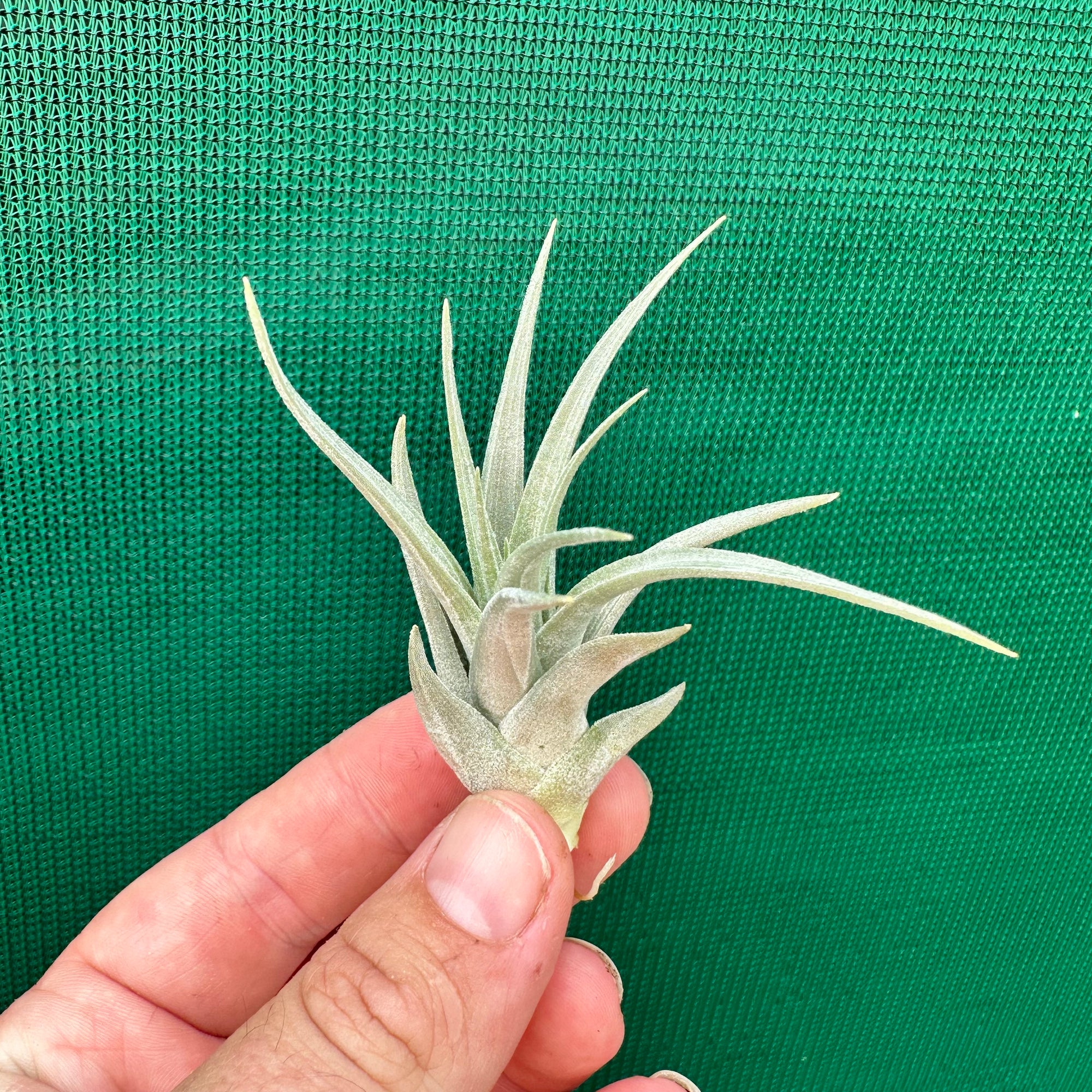 Tillandsia - Cherry Gem ex. BG NEW