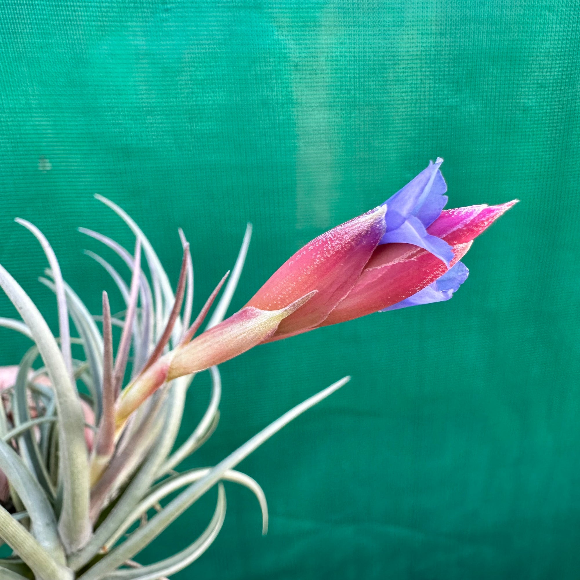 Tillandsia - polzii ex. PT