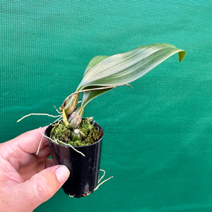 Orchid - Bulbophyllum longissimum NEW