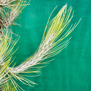 Tillandsia - funckiana ‘Very Strict Form’ ex. PT NEW