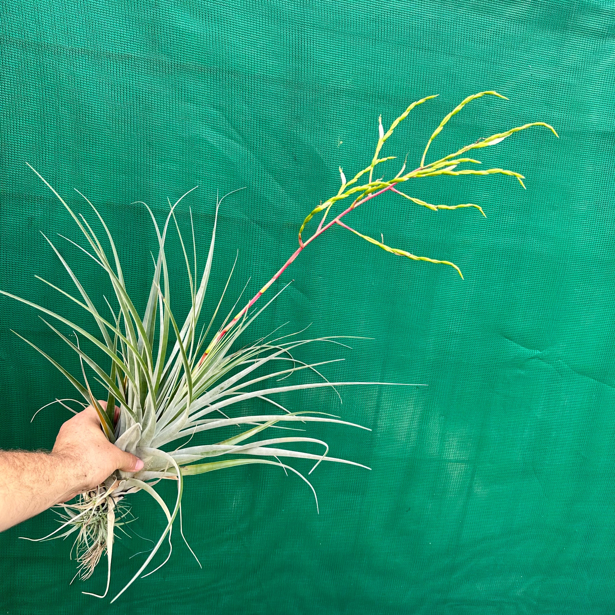 Tillandsia - Chalky White ex. CL NEW