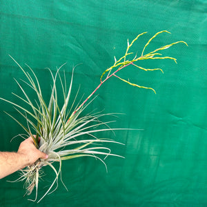 Tillandsia - Chalky White ex. CL NEW