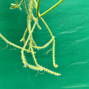 Rhipsalis hadrosoma - R50