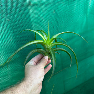 Tillandsia - flexuosa Vivipara ‘Greenie’ ex. PT NEW