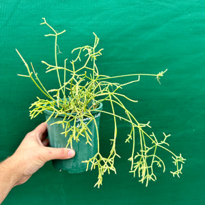 Rhipsalis cereuscula - R4