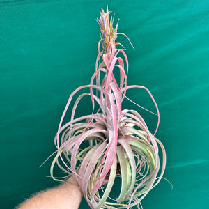 Tillandsia - Betty