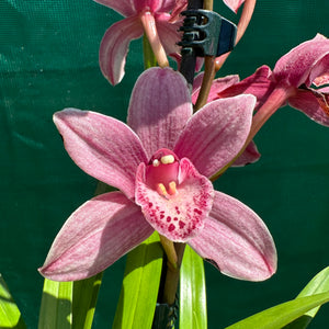 Orchid - Cymbidium ‘Paddy Green’ NEW