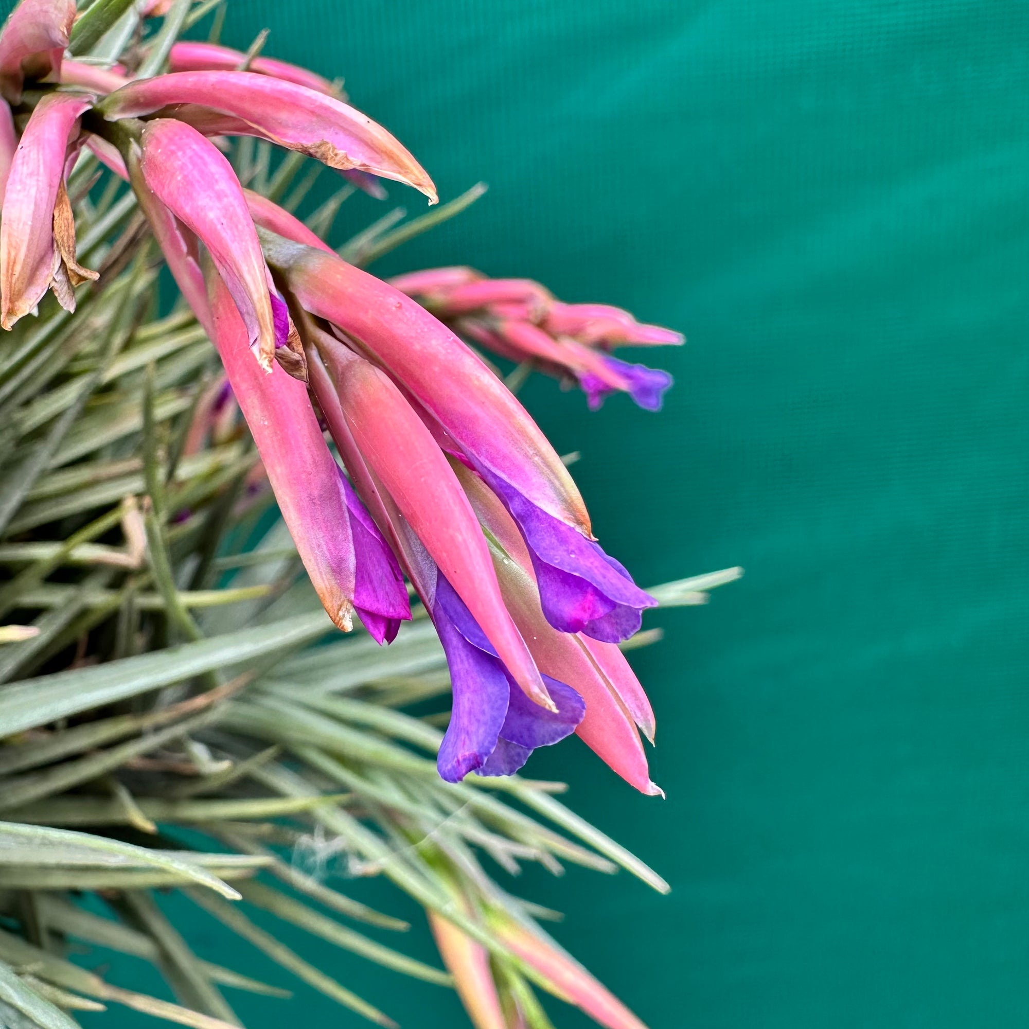 Tillandsia - tenuifolia Hybrid ex. RFI NEW