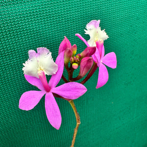 Epidendrum ‘Hybrid Pink’