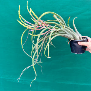 Tillandsia - caput-medusae ‘Giant Form’ ? NEW