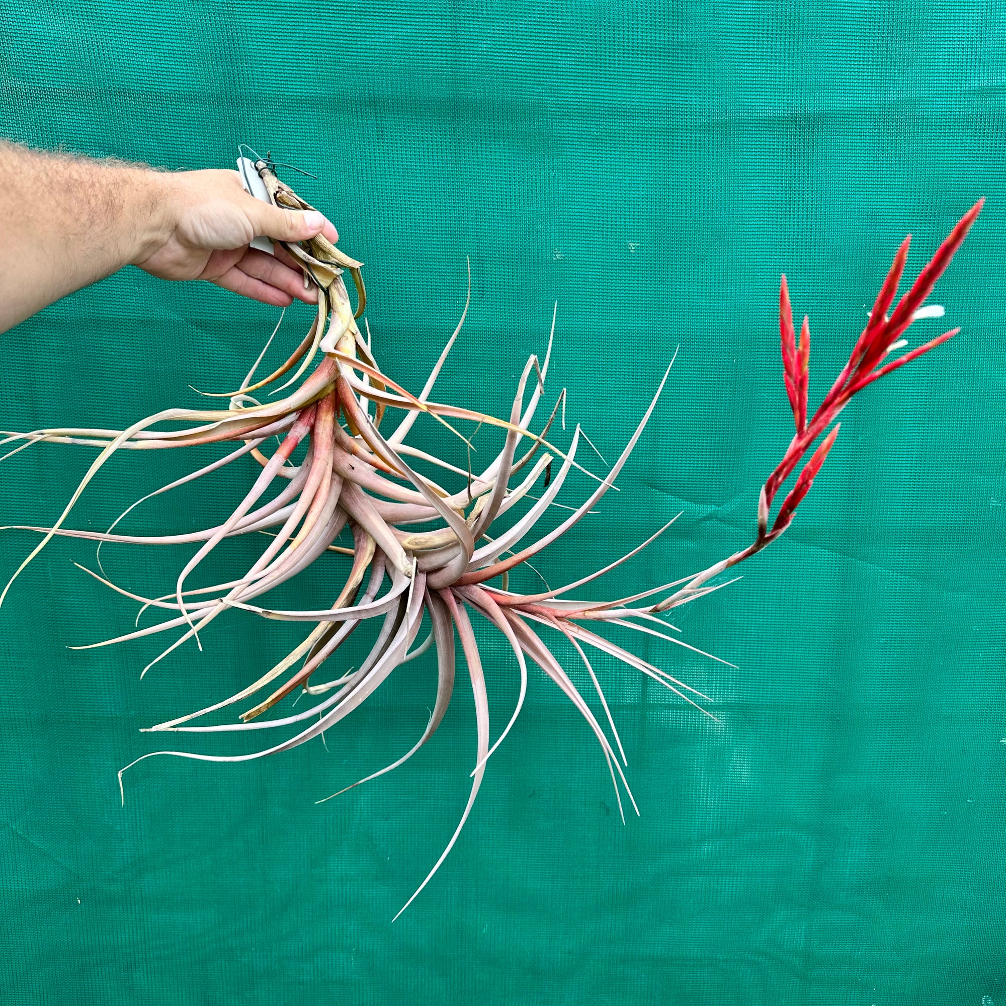 Tillandsia - buchlohii ex. PT NEW