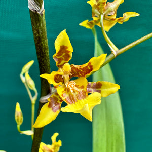 Orchid - Oncidium ‘Dancing Lady’ NEW