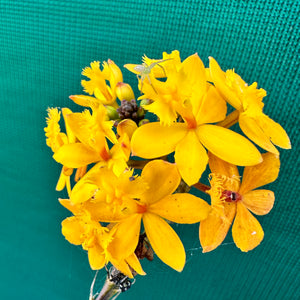 Epidendrum ‘Hybrid Yellow’