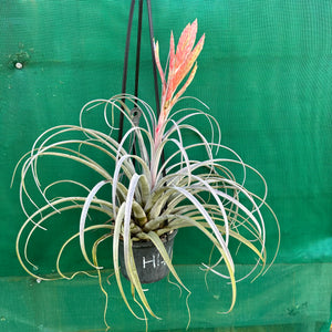 Tillandsia - zacapanensis ex. PT NEW