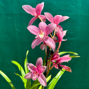 Orchid - Cymbidium ‘Paddy Green’ NEW