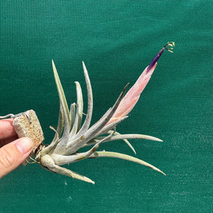 Tillandsia - klausii ex. BD NEW