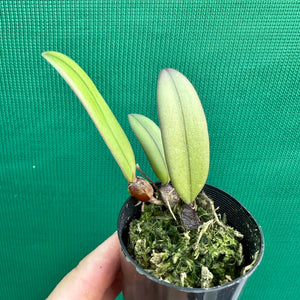 Orchid - Bulbophyllum purpurascens