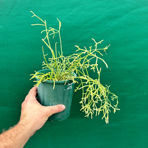 Rhipsalis cereuscula - R4