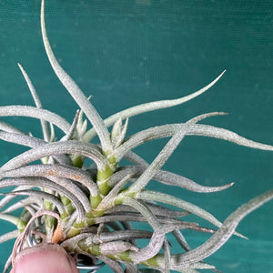 Tillandsia - retorta NEW