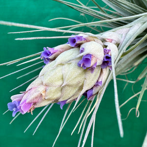 Tillandsia - Gardicta ex. CL