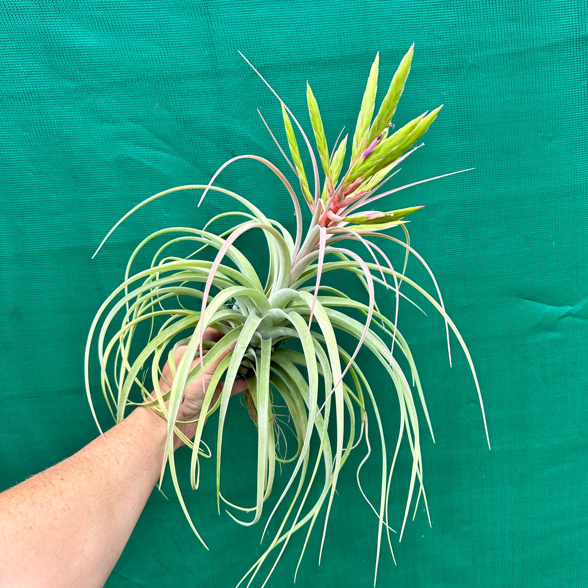 Tillandsia - Redy ex. BH NEW